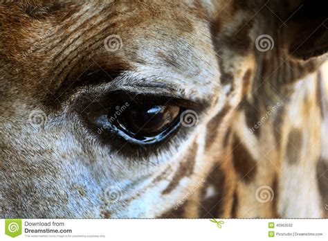 Giraffe Eye Stock Photo Image Of Animal Glare Wild 40963532