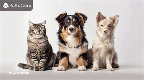 What Are The Challenges Of Owning A Pet Paltucare Your Trusted