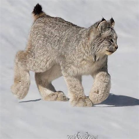 Bio Sapiens On Instagram The Canada Lynx Is A Medium Sized North