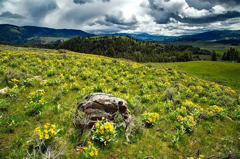 Montana Wildflowers And Ethical Harvesting Earth Within Flowers