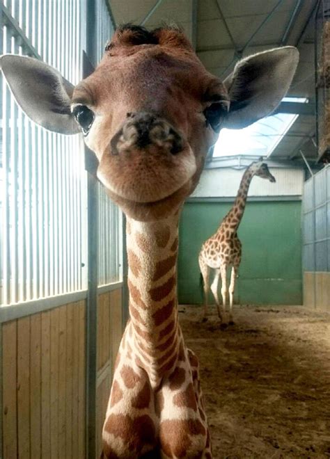 Smiling Baby Giraffe Born On July 10 2016 At The Touroparczoo In Macon