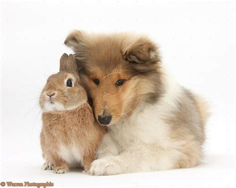 Puppy With His Favorite Bunny Rough Collie Shetland