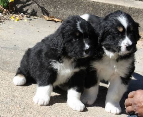 Puppyfinder.com is your source for finding an ideal newfoundland puppy for sale in usa. Bernefie (Bernese Mtn Dog/Newfoundland) Puppies for Sale in Cabool, Missouri Classified ...