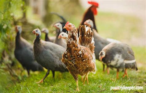 A stable rate of egg laying lasts, under favorable conditions, from march to november. Beginners Guide to Keeping Guinea Fowl