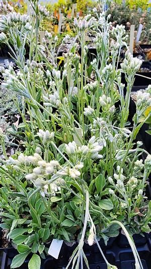 Antennaria Plantaginifolia Plantain Leaved Pussytoes From Quackin Grass