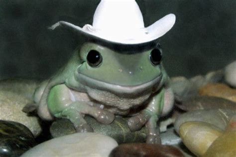 64 Photos Of Animals Wearing Hats Pet Frogs Cute Frogs Cute Animals