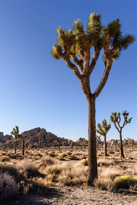 Adventures Of A New Photographer Photography Notes From Joshua Tree