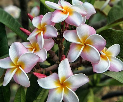 Download this free nani plumeria cutting, maui plumeria gardens wallpaper in high resolution and use it to brighten your pc desktop, ipad, iphone, android, tablet and every other display. Maui Plumeria Gardens - Home | Facebook