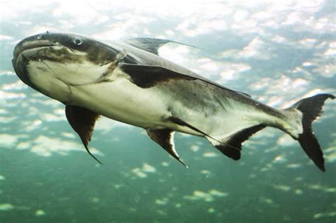 Top 15 Des Plus Gros Poissons Deau Douce