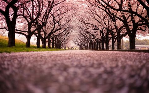 10 Top Cherry Blossom Tree Wallpaper Desktop Full Hd 1920×1080 For Pc