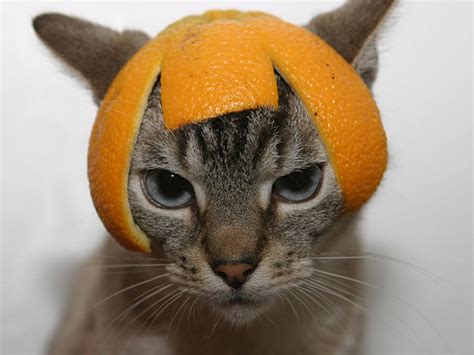 Cats Wearing Fruit Hats Laptrinhx News