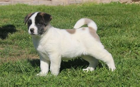 Akita Puppies For Sale Texas 249 Tx 484631 Petzlover