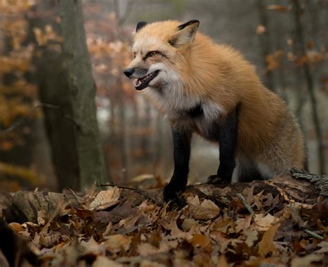 Download Fall Animal Fox Hd Wallpaper