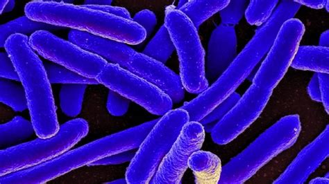 Antibiotic Resistant Superbugs And Why We Should Be Concerned Tuttnauer