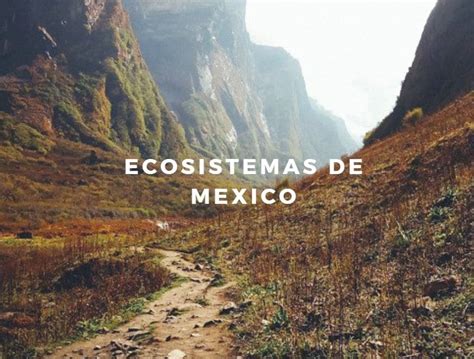 Ecosistemas De México Cuáles Son Tipos Vegetación Fauna Y Ejemplos