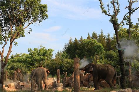 Elephants Playing With Wild Animals Background Wild Animal Play