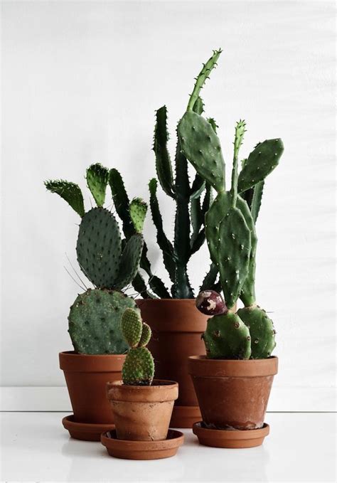 They do not charge you extra. 17 Best images about houseplants on Pinterest | Plant ...