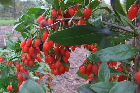 Gesunde Beeren: die farbenfrohen Vitaminbomben | Beerensträucher | Ratgeber | Garten Schlüter