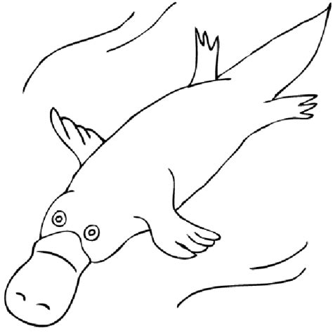 Realistic images of wild animals and mythical carousel favorites are more intricate, suiting older kids and adults. Duck-Billed Platypus Drawing | platypus-coloring-pages ...