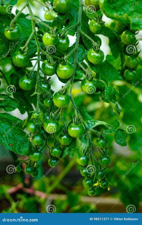Cherry Tomatoes Ripening On The Vine In A Greenhouse Stock Image