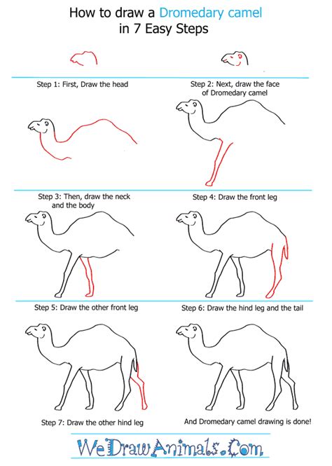 How To Draw A Dromedary Camel