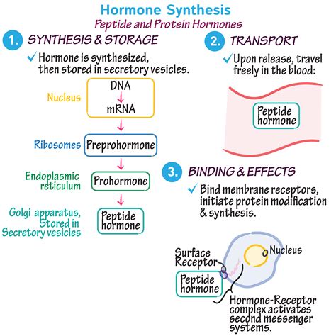 Hormones And Protein Synthesis We Are Eaton