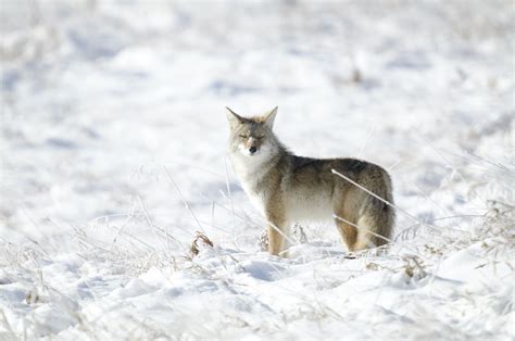 The Weather Network Coyote Sightings Rise In Canada This Spring Amid