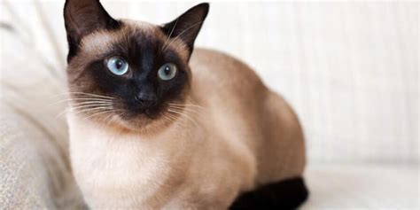 11 Ras Kucing Mata Biru Yang Bisa Kamu Pelihara Pintarpet Kucing 2