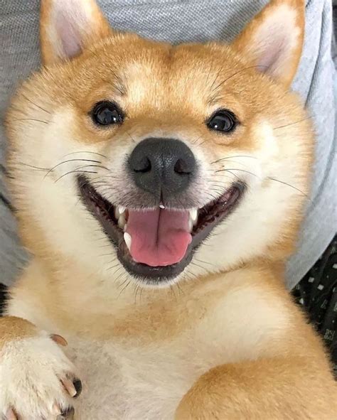 Popular worldwide, shiba inu token is the first cryptocurrency to be listed and incentivized on shibaswap. Lovable Shiba Inu Always Has a Happy Grin on His Face