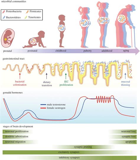 Sex Differences In The Gut Microbiomebrain Axis Across The Lifespan