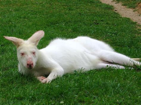 Albino Kangaroo 15 Amazing Natural Wonders Albino Animals