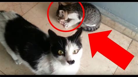 Süße hunde geben babys küsse kompilierung 2014 hd. Süße Katzenbabys