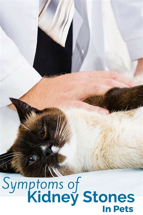 Both Dogs And Cats Are Susceptible To Kidney Stones However There Are