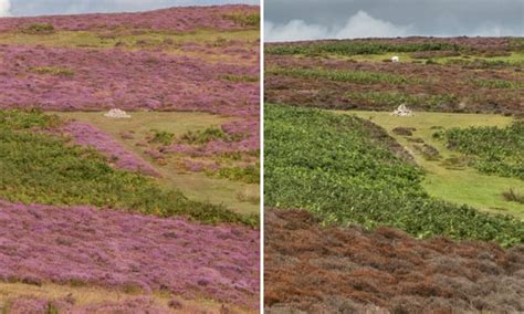 The Planet Press In Pictures Uks Heather Moors Disappear