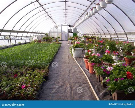 Greenhouse Plants Stock Image Image Of Annuals Greenhouse 568719
