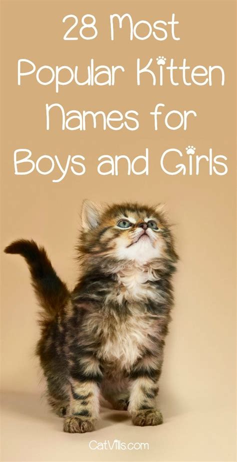 Naming a new cat or kitten can be a tricky business. These are the Top 42 Most Popular Kitten Names | Girl cat ...