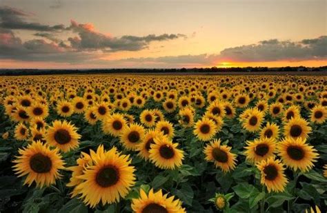 Sunflowers Sunflower Field Photography Fields Photography Nature