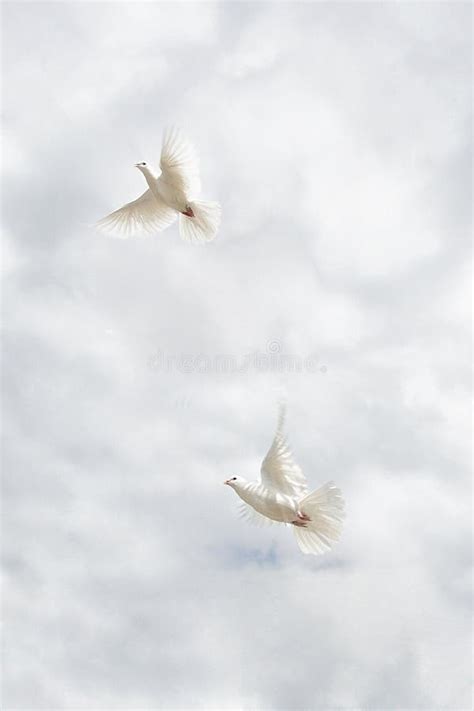 Two Flying White Doves Stock Image Image Of Love Blue 22718161