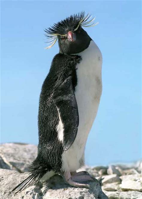 Evolución Del Pingüino Pinguinopedia
