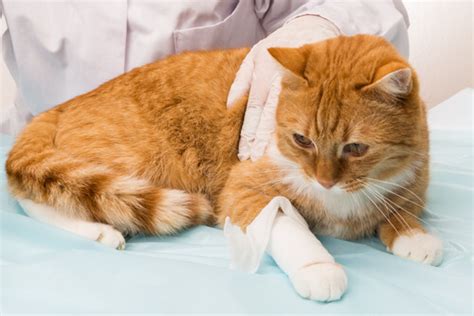 A cat fight that started out of nothing. Hemorragia en los gatos: cómo actuar para minimizar los daños