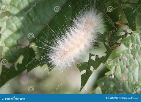 Fuzzy White Caterpillar Stock Image Image Of Damage 76850703
