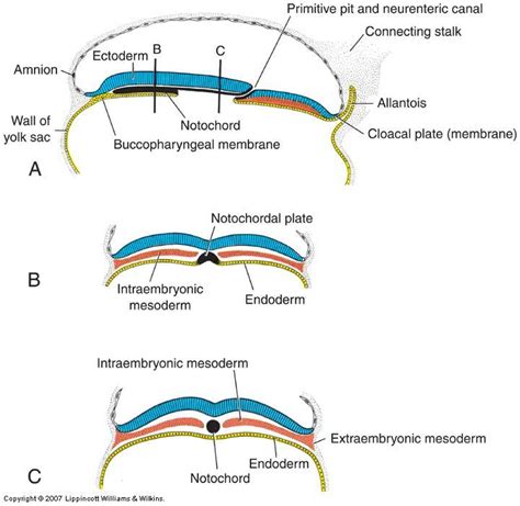 A flexible rodlike structure that forms the main support of the body in the lowest chordates; early embryogenesis at Hanyang University - StudyBlue