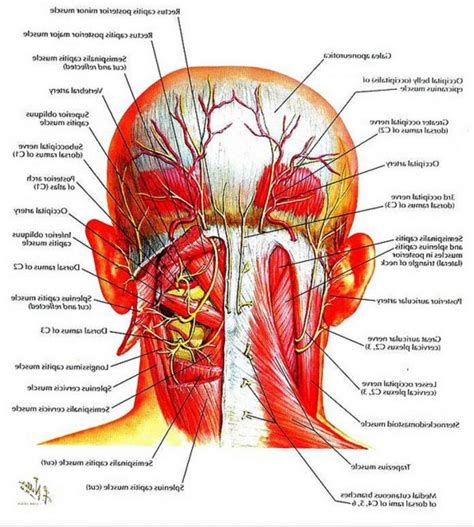 This system reflects the bones of the skeleton system, which are also arranged in this manner. Human Neck Anatomy . Human Neck Anatomy Human Body Muscle ...