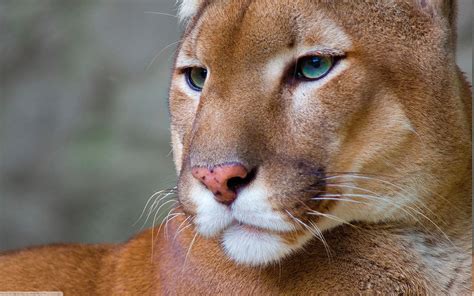 Pumas Animals Wallpapers Hd Desktop And Mobile Backgrounds