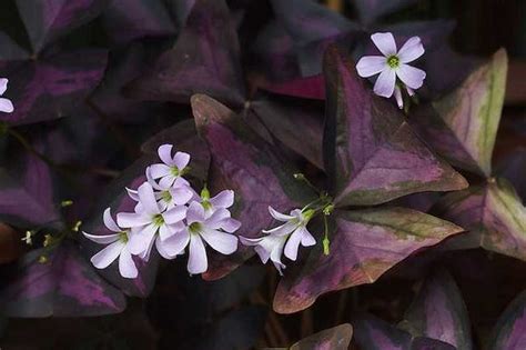 Trébol Morado Oxalis Triangularis Y Sus Hojas De Intenso Color Púrpura
