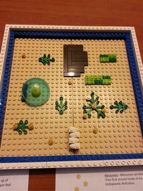 So, this week, when it came time to learn about the parts of an animal cell, my son immersed himself in legos for a few hours and develope. Lego plant cell | Plant cell project models, Plant cell ...