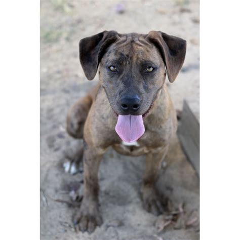 Maryanne Large Female Rhodesian Ridgeback X Louisiana Catahoula