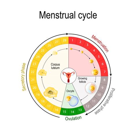 Fases Del Ciclo Menstrual Vectores Libres De Derechos Istock Porn Sex