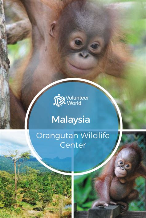 The volunteer/s will experience working in a heritage villas environment surrounded by nature whilst being able to meet and work alongside local islanders and malaysians. Orangutan Wildlife Center | Volunteer in Malaysia 2020 ...
