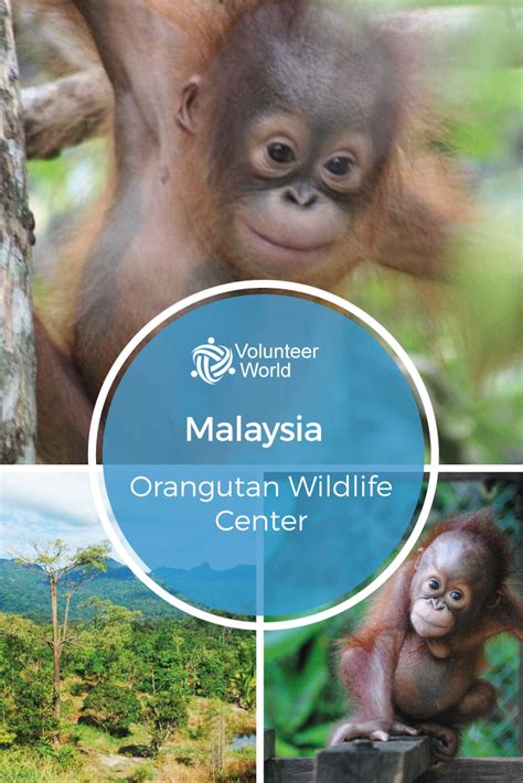 Joining volunteering programs in malaysia is the perfect choice for travellers who want to experience the true malay culture, cuisine and landscape by veering off from the touristy crowds. Orangutan Wildlife Center | Volunteer in Malaysia 2020 ...